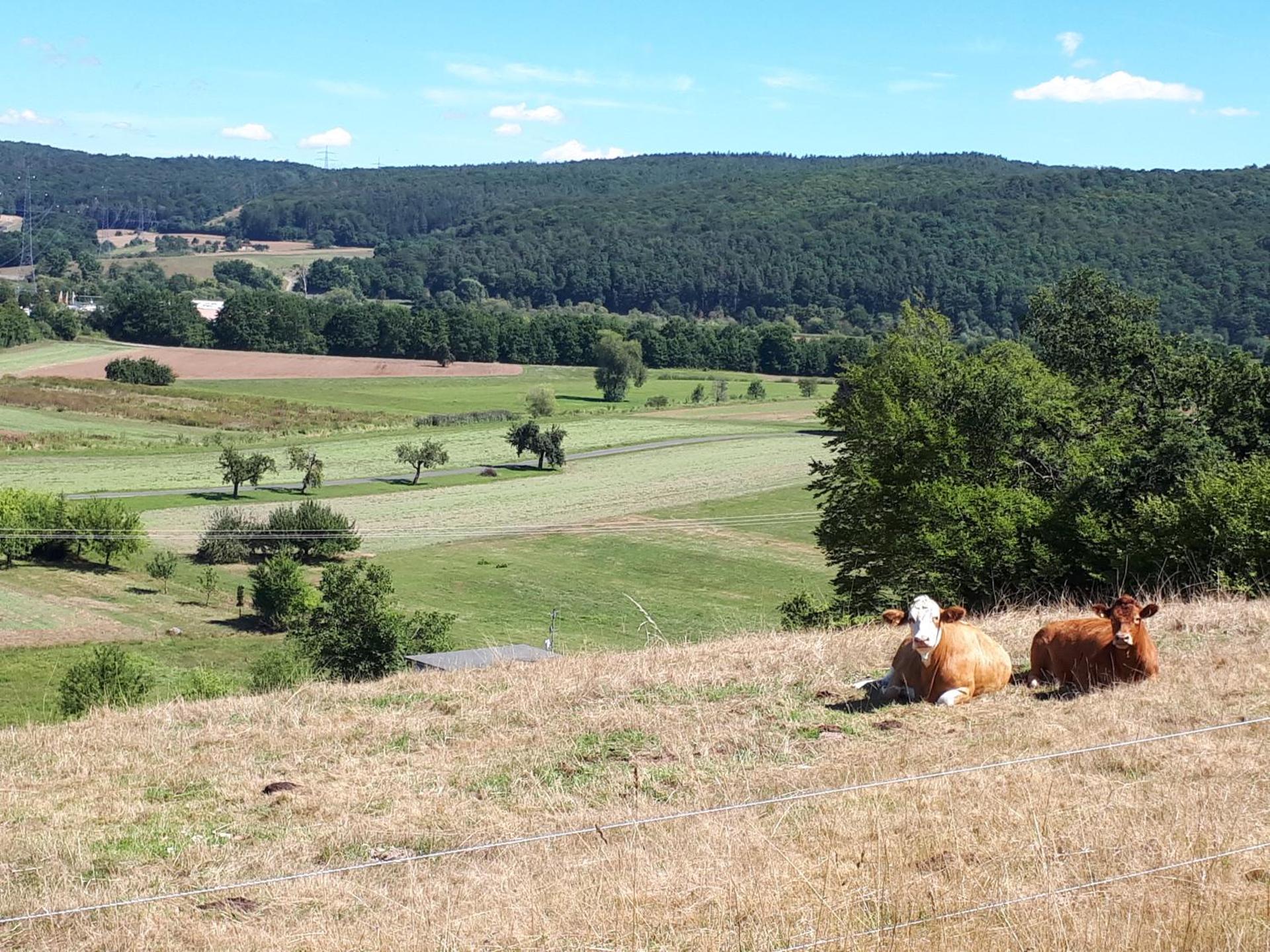 Hotel - Gasthof Spessarttor & Hotel Bergwiesen - Zimmer mit Balkon