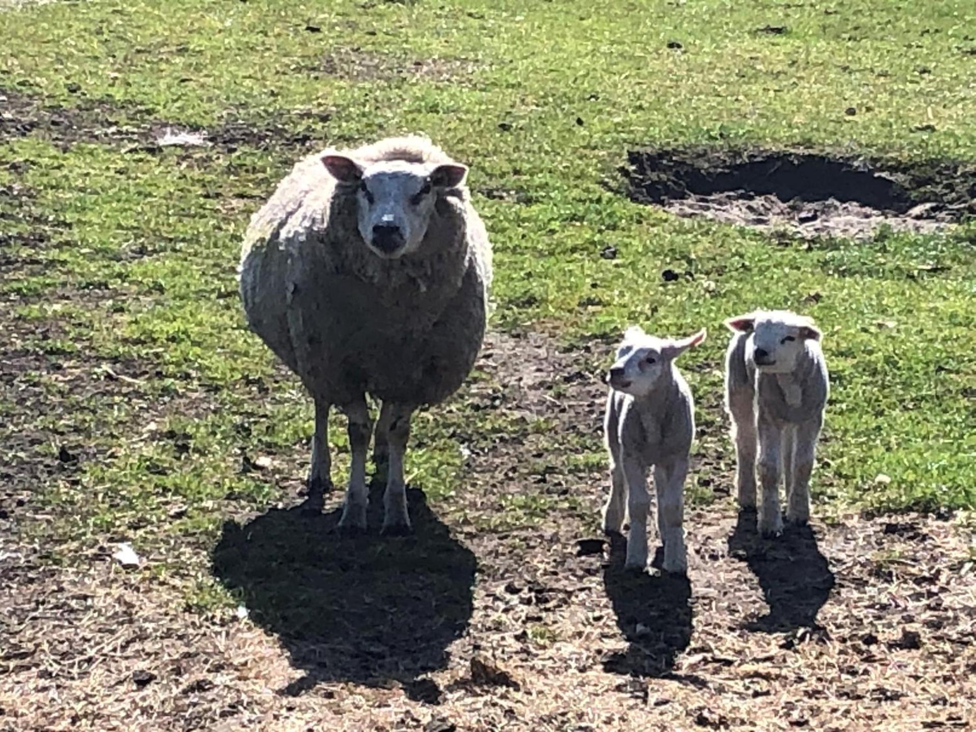 Dune Park Bungalow Stuga, Sauna, BBQ, Netflix