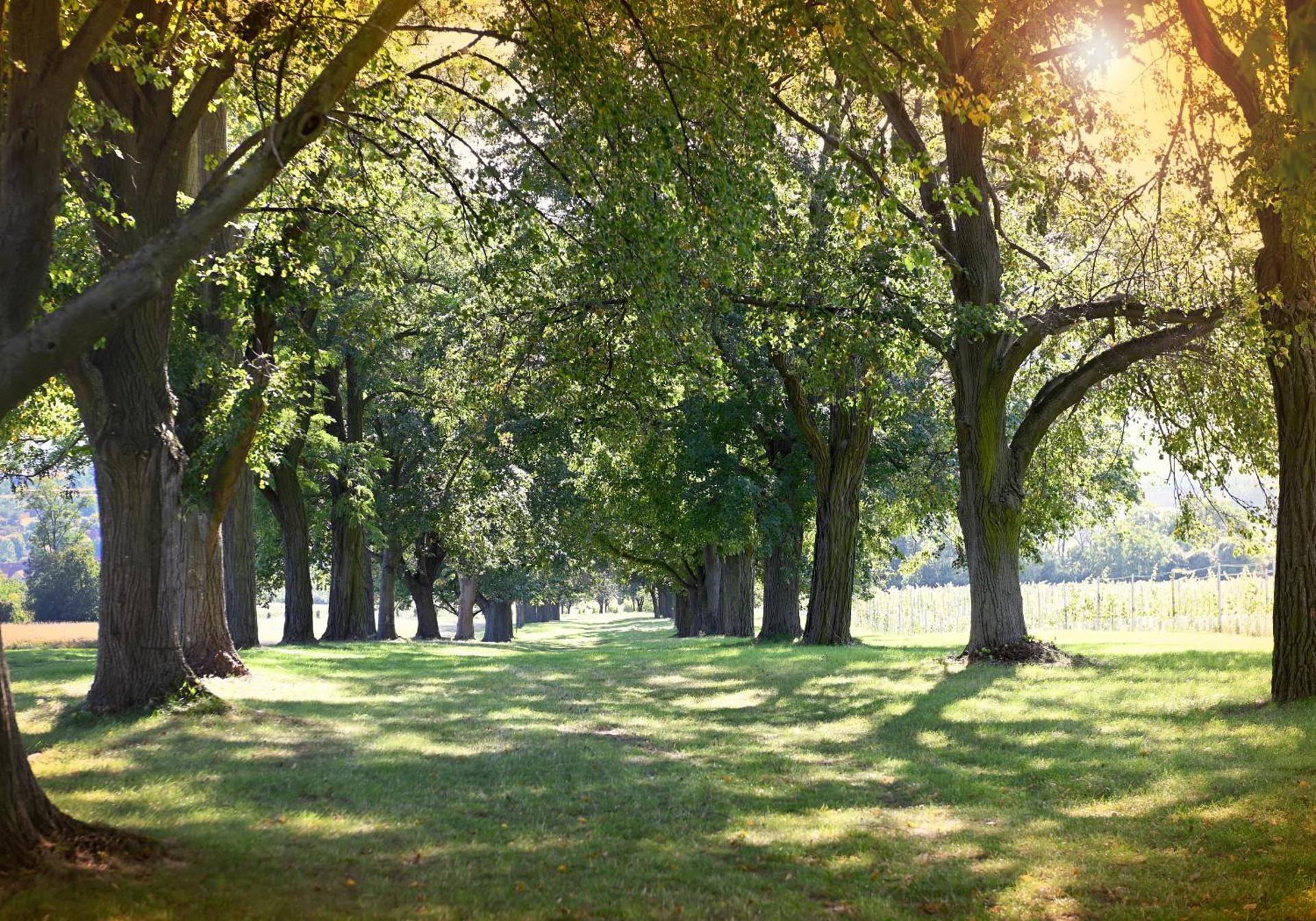 Vinný sklípek Blatnice