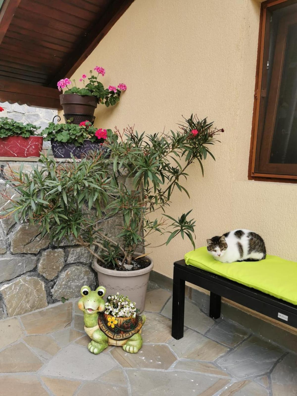 Apartament Fluturaș de Stâncă Comarnic