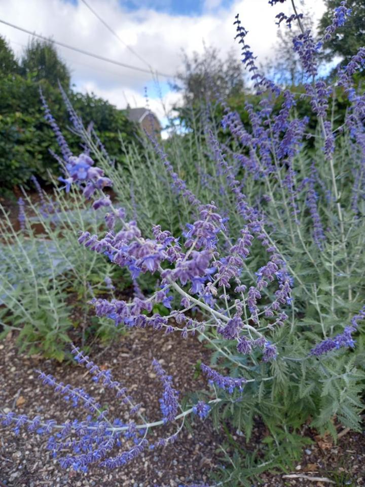 Le jardin des fagnes