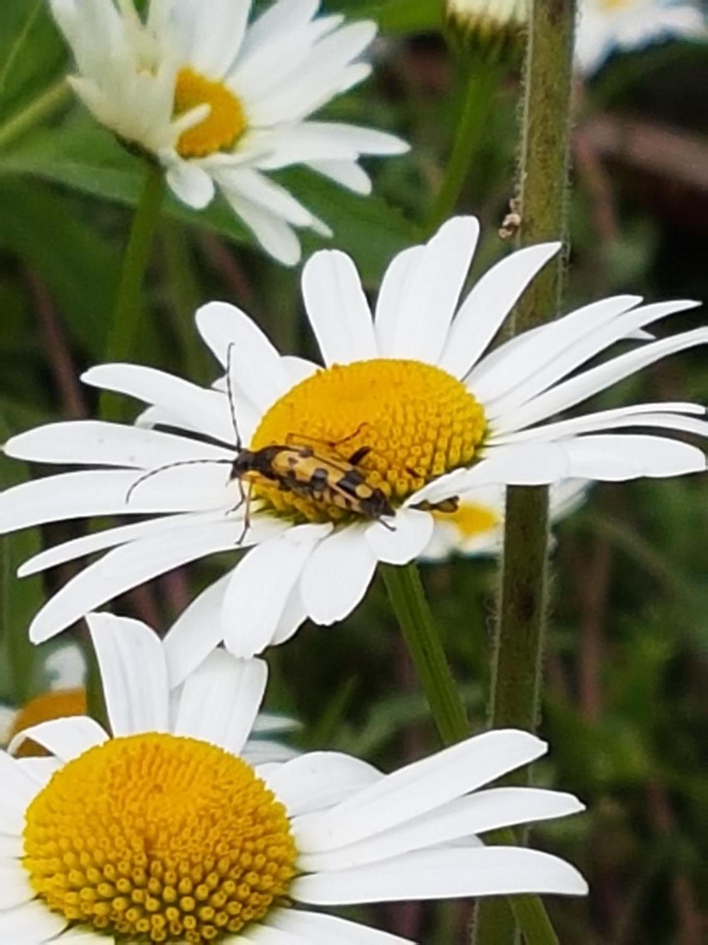 Old Bake House Cottage @ Cwm Mill