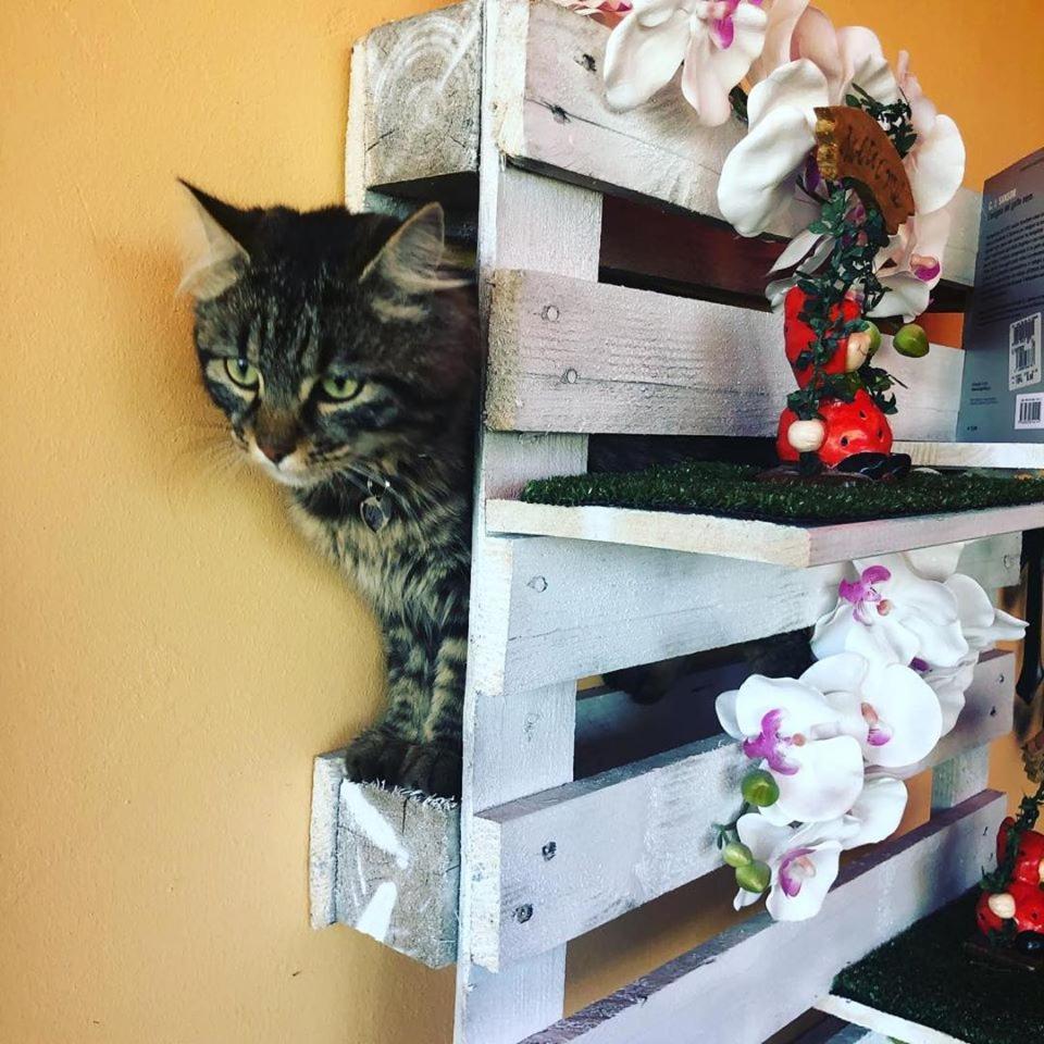 Locanda del Tavolo Matto