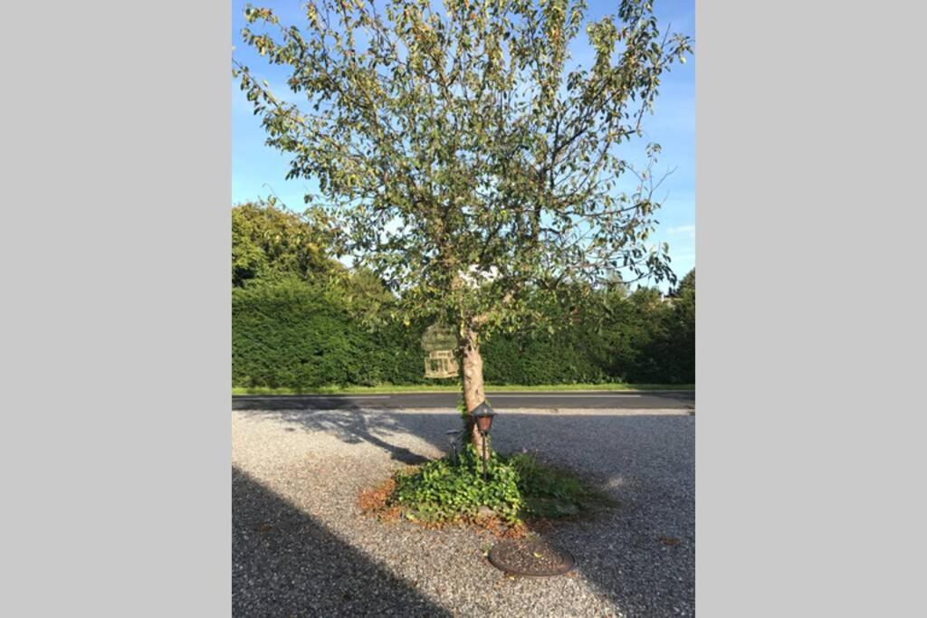 AppleFlower Farm retro apartment