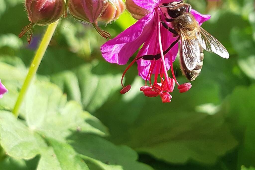 Oranjerie, 7 km onder Groningen