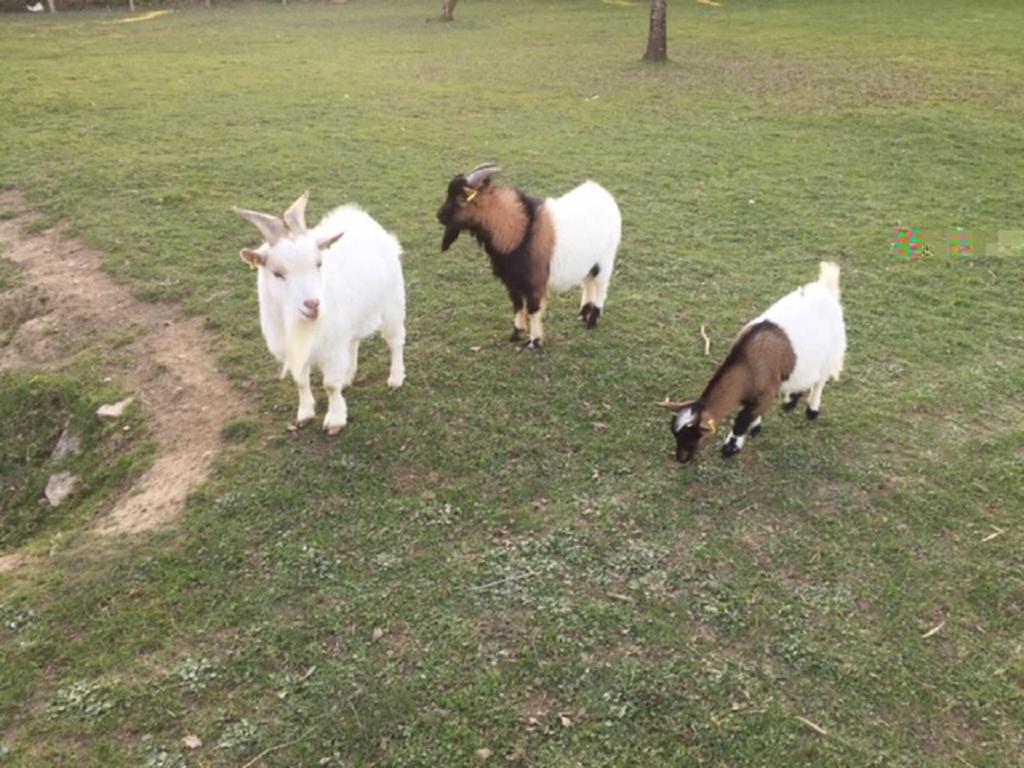 Gite des 2 arbres de la sagesse , agréable chalet avec spa privatif