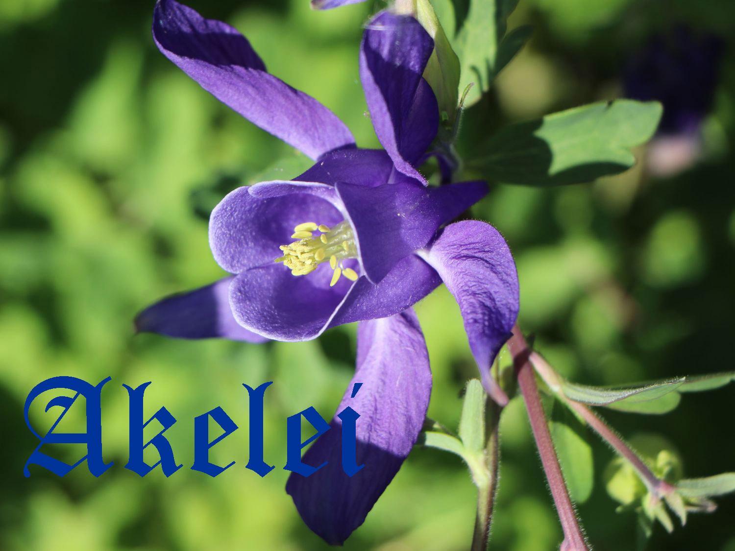 Logo/Certificate/Sign