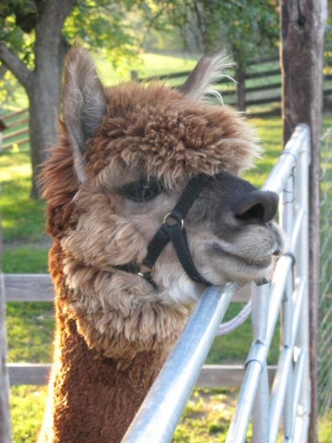 Apartment am Alpakahof Hahn