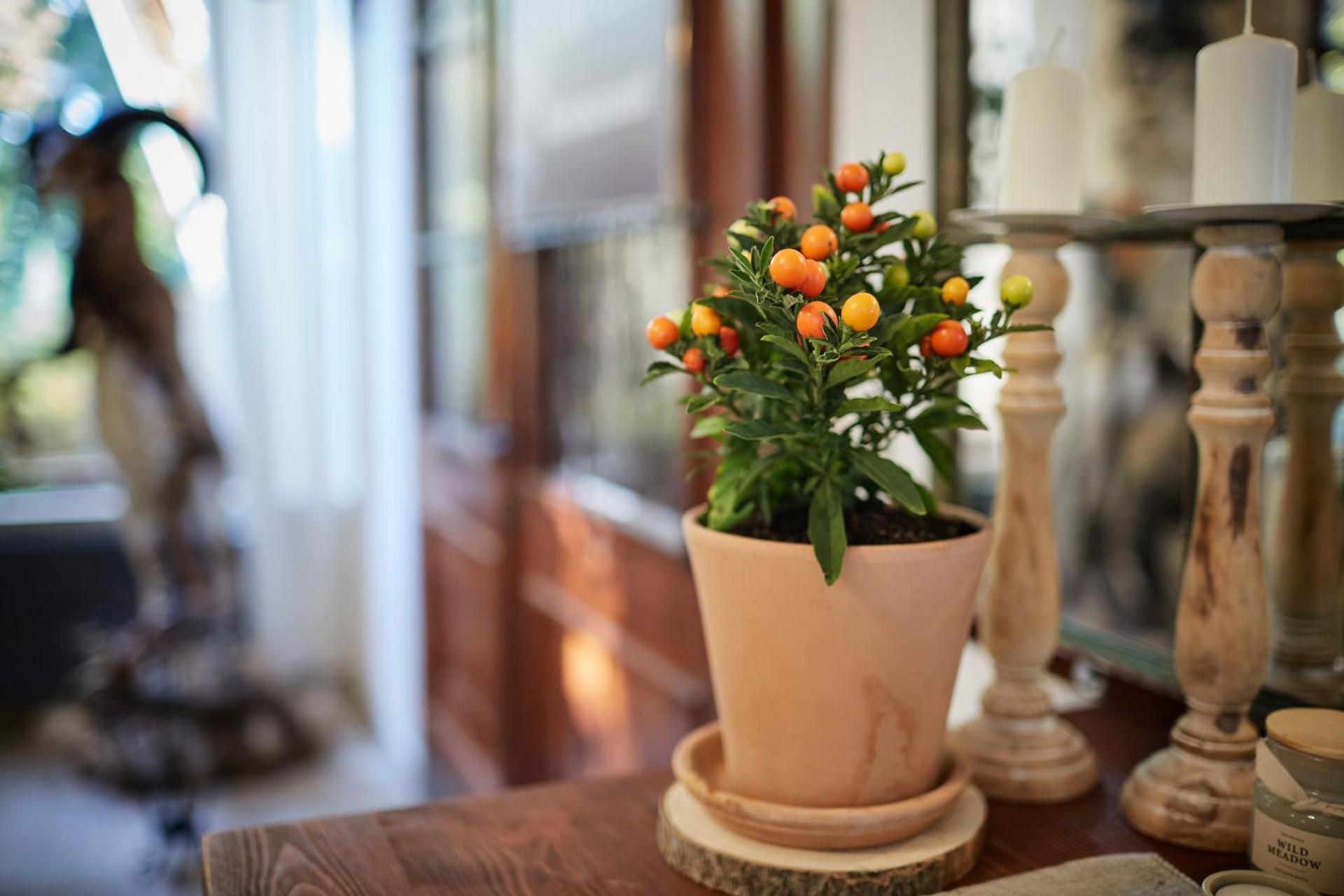 Tercia Hubertus Panzió