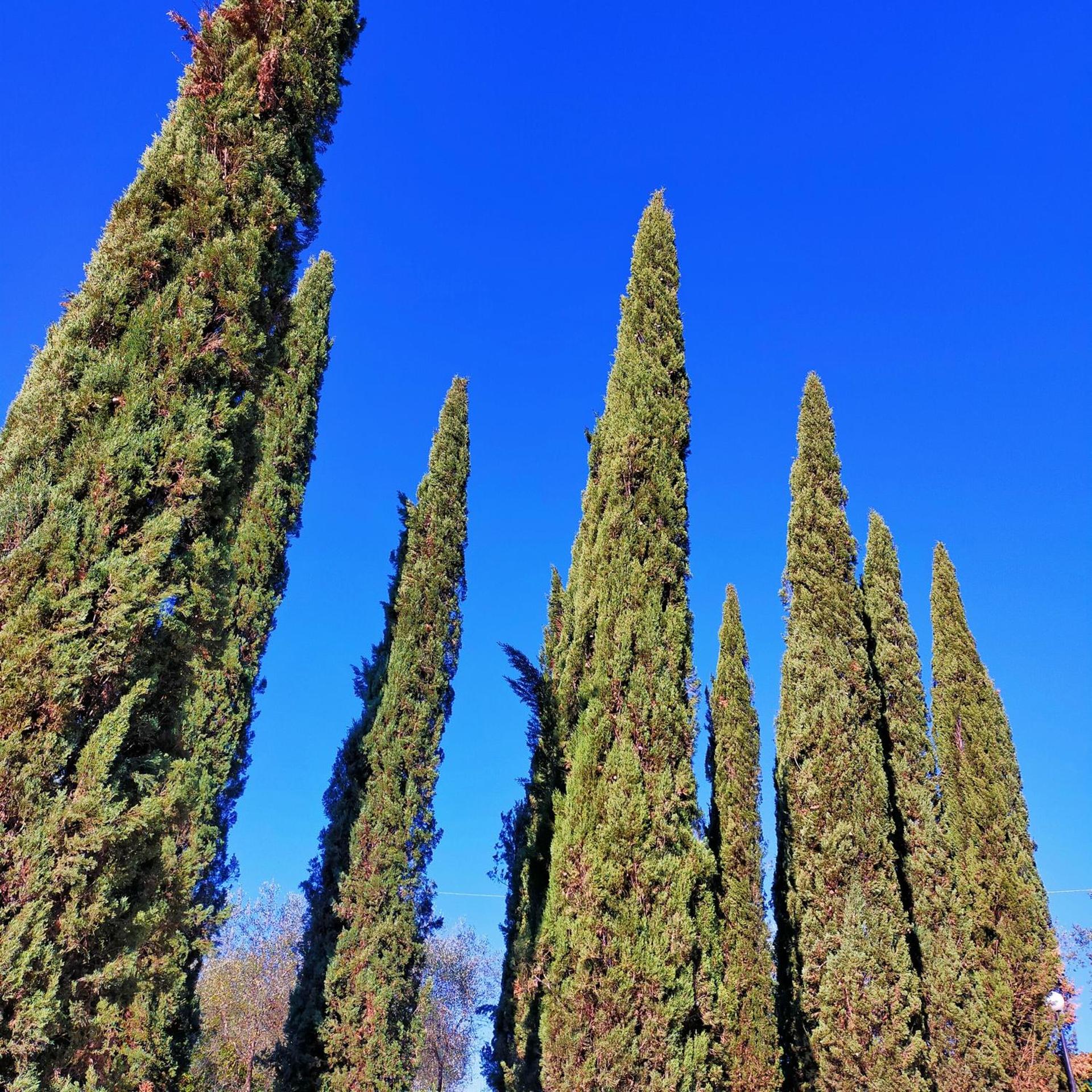 AGRiCAMPiNG POGGiO Ai PiNi WiNE CAMPiNG