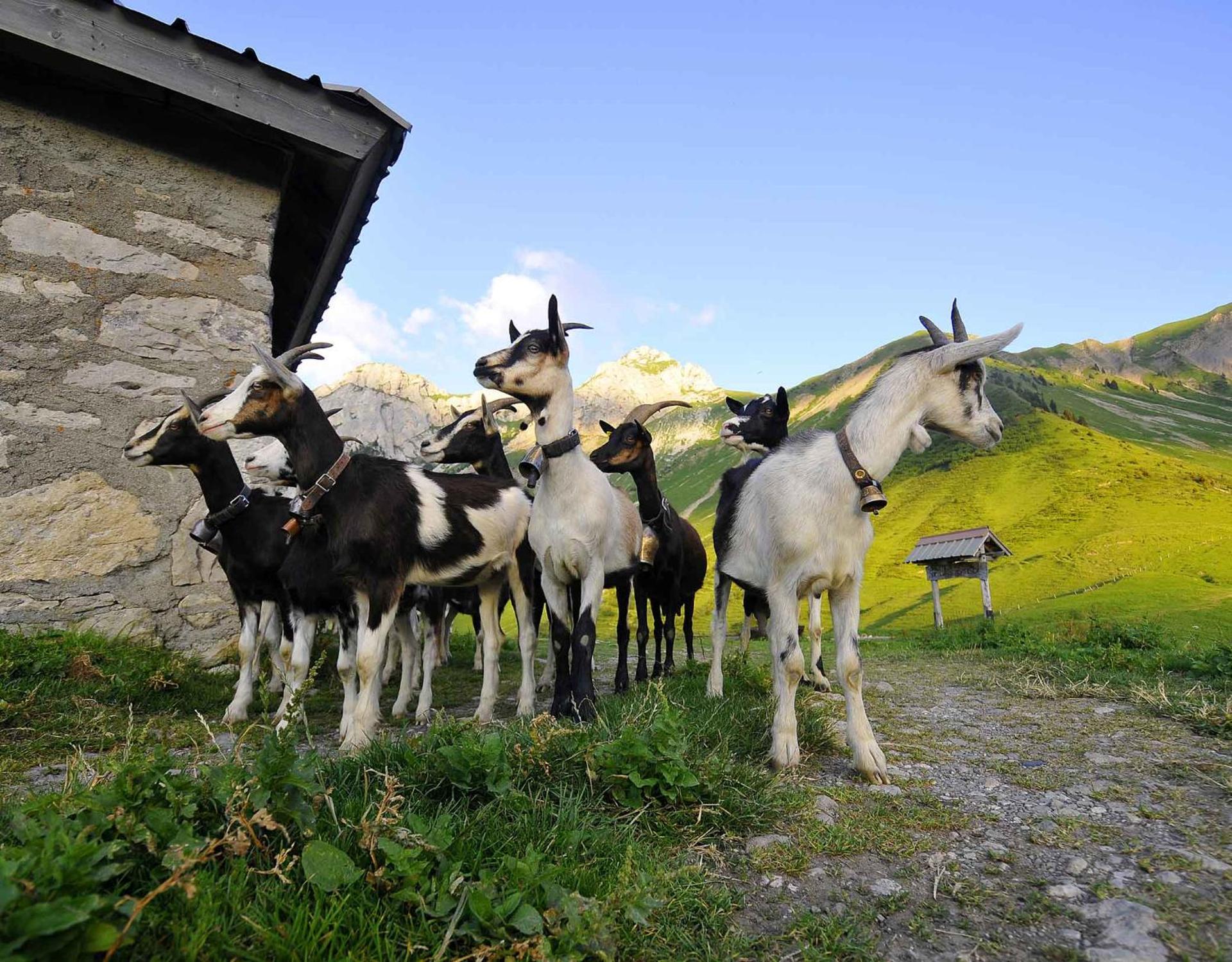 Appartement RDC Le Brin de soleil, Gite l Echapée Belle
