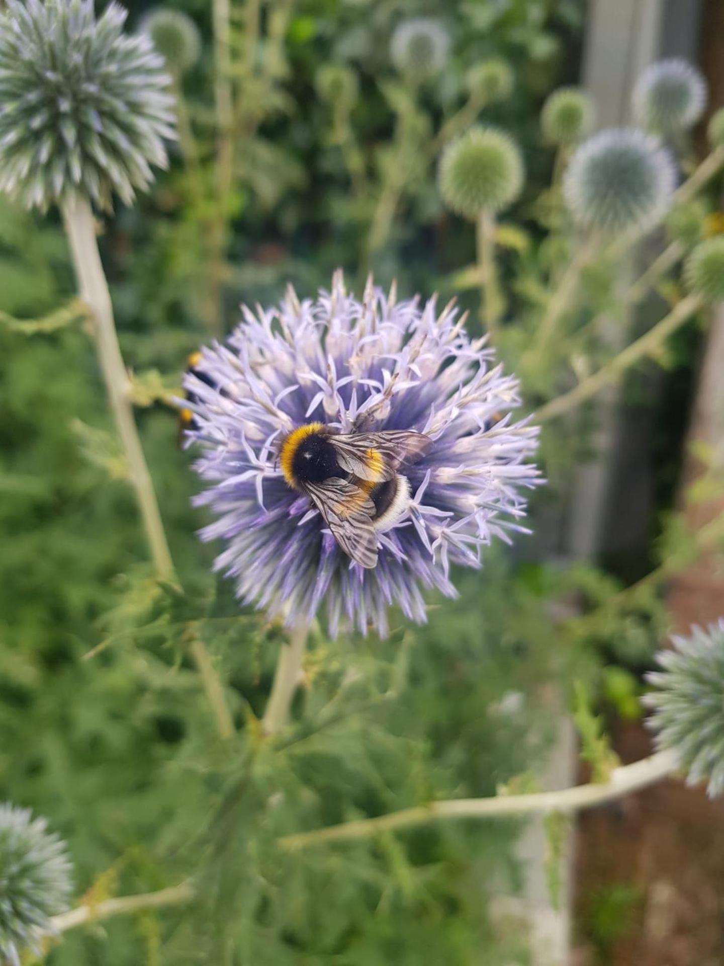 Theetuin Onder de Pannen