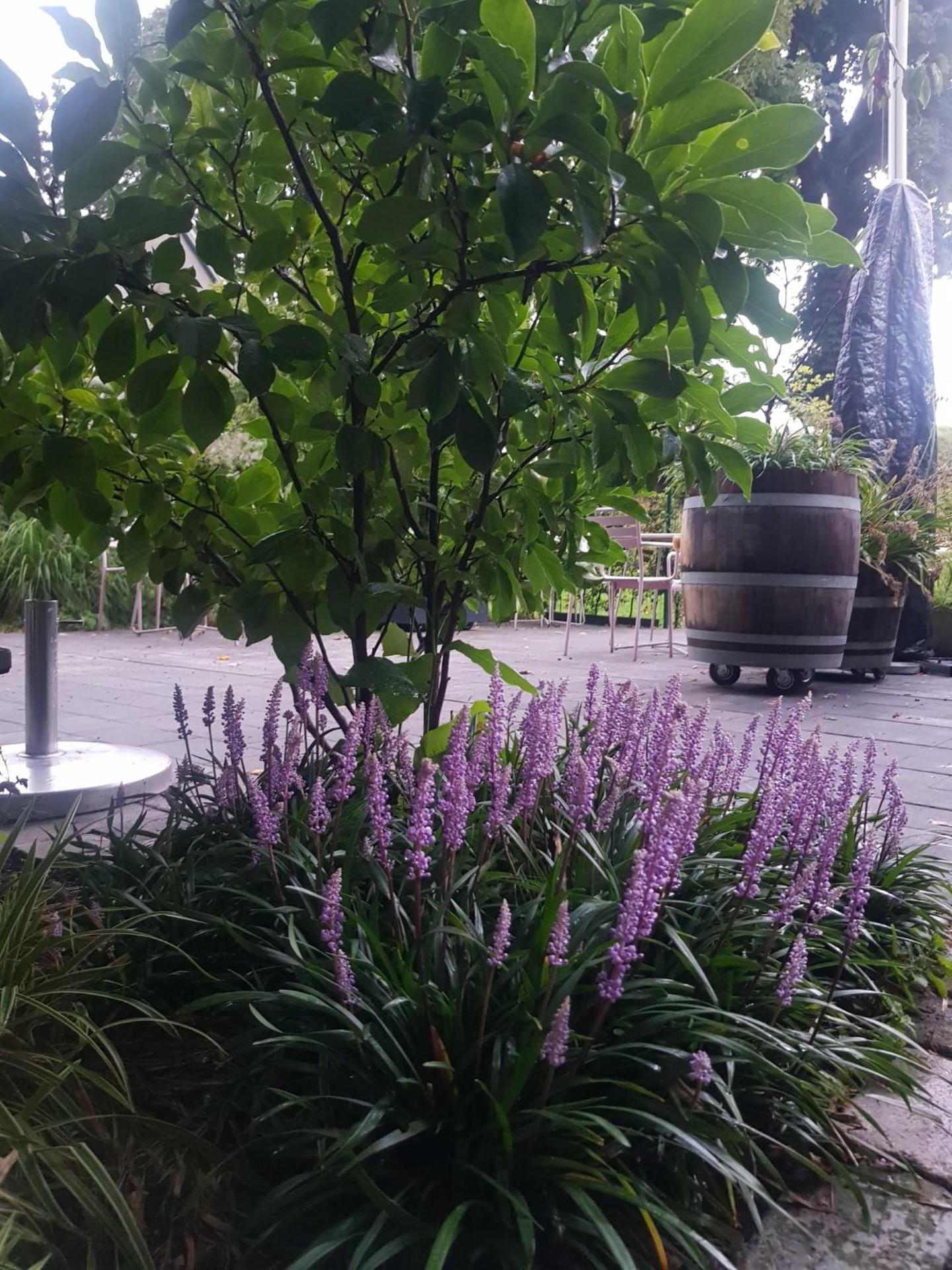 Theetuin Onder de Pannen