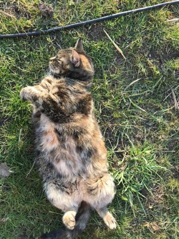 Karupsvägen 47-23, Blentarp