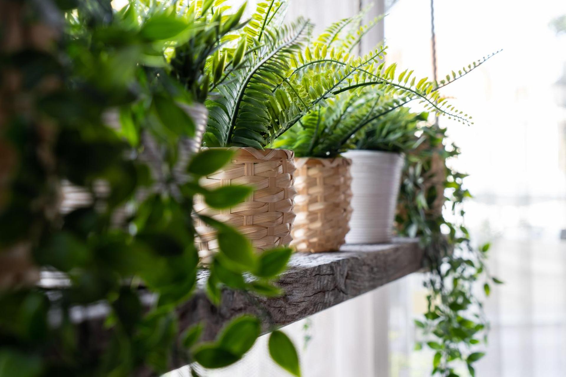 Logement De drie stokvisschen