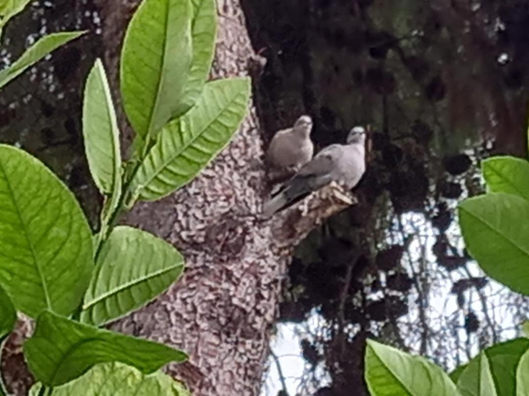 Amazing Garden House