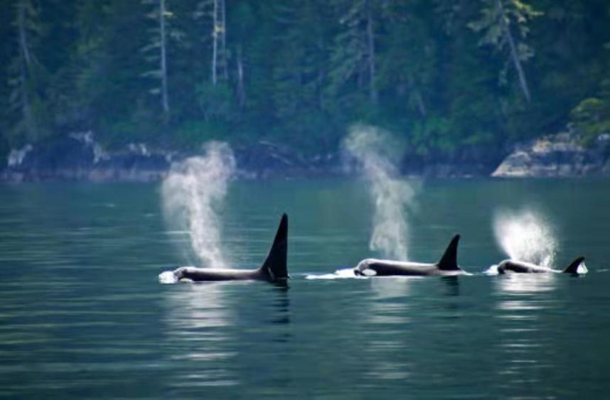 Walkon Waterfront Castle Cove Inn