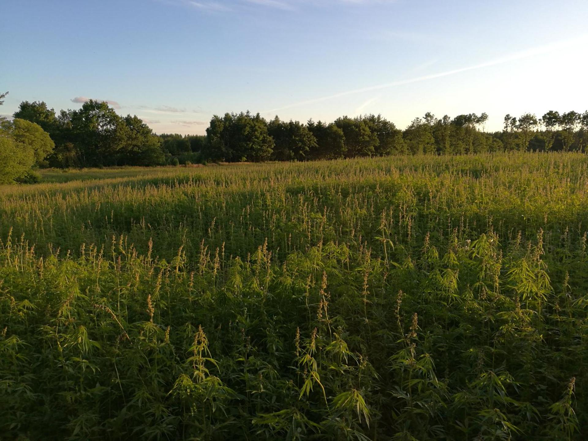 Hærvejsly - Perfekt familiebase til oplevelse af Sydjylland