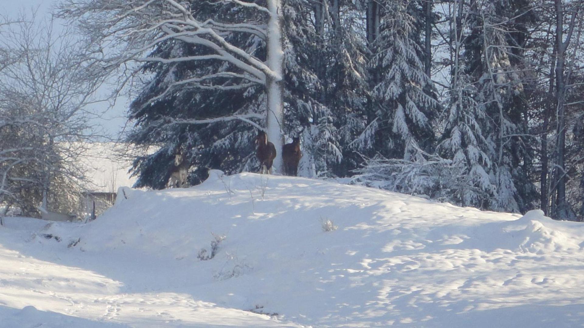 L'ATELIER, chalet 3*