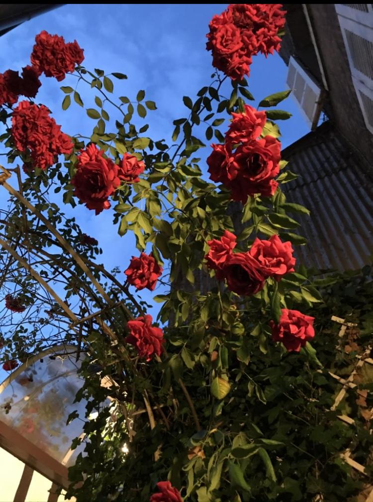 COMME UNE MAISON, duplex terrasse hypercentre de Trouville