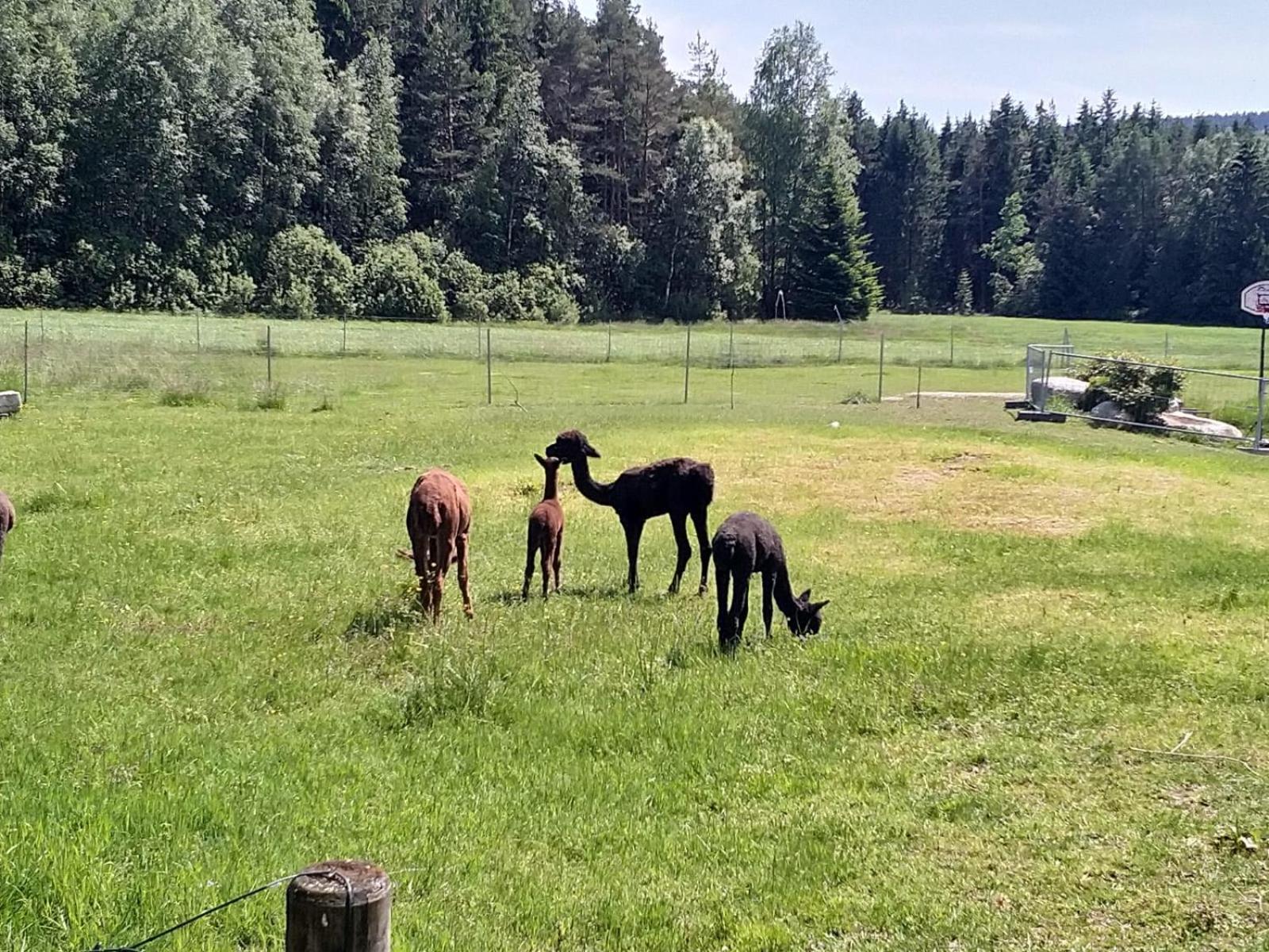 Landpension Heidi Machold