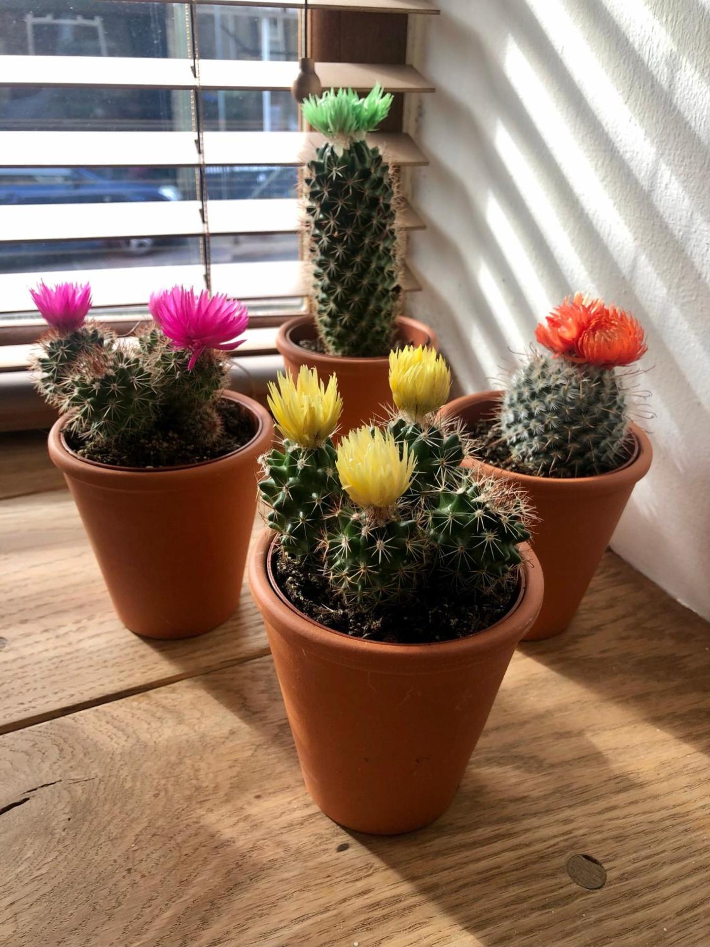 Wuthering Cottage - Central, Stylish, Cosy, Comfy