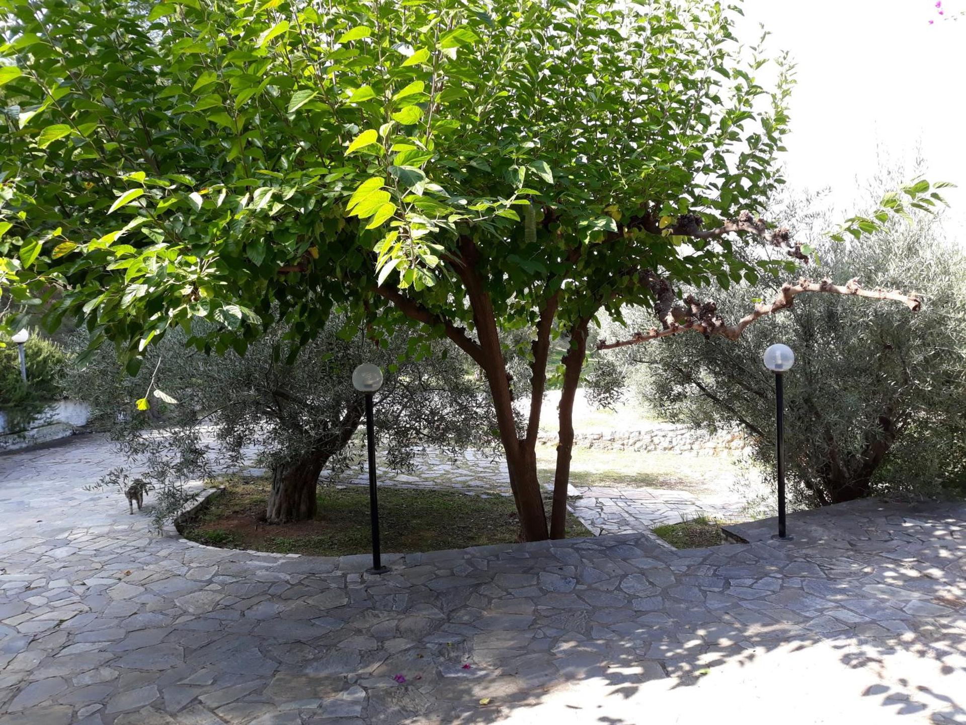 Σπίτι σε ελαιώνα, house in an olive grove