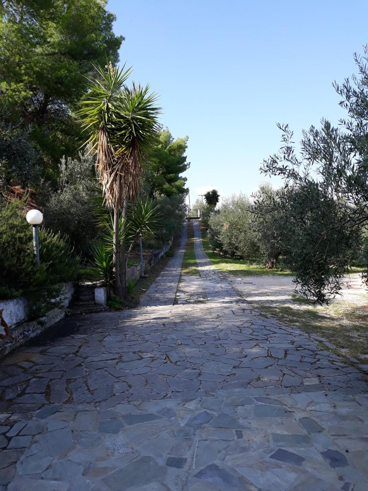 Σπίτι σε ελαιώνα, house in an olive grove