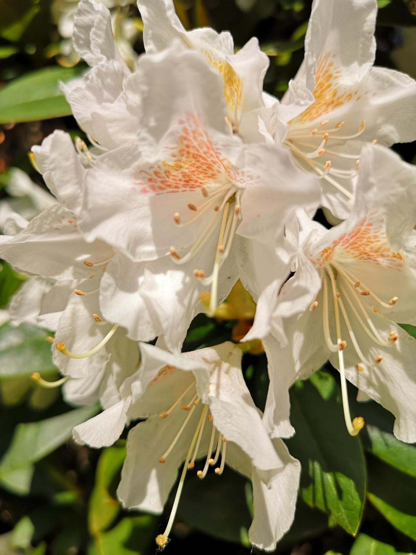 Zur Querensteder Mühle