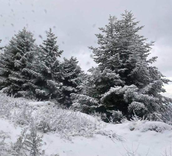 ΦΙΛΥΡΑ ΠΕΤΡΙΝΟ