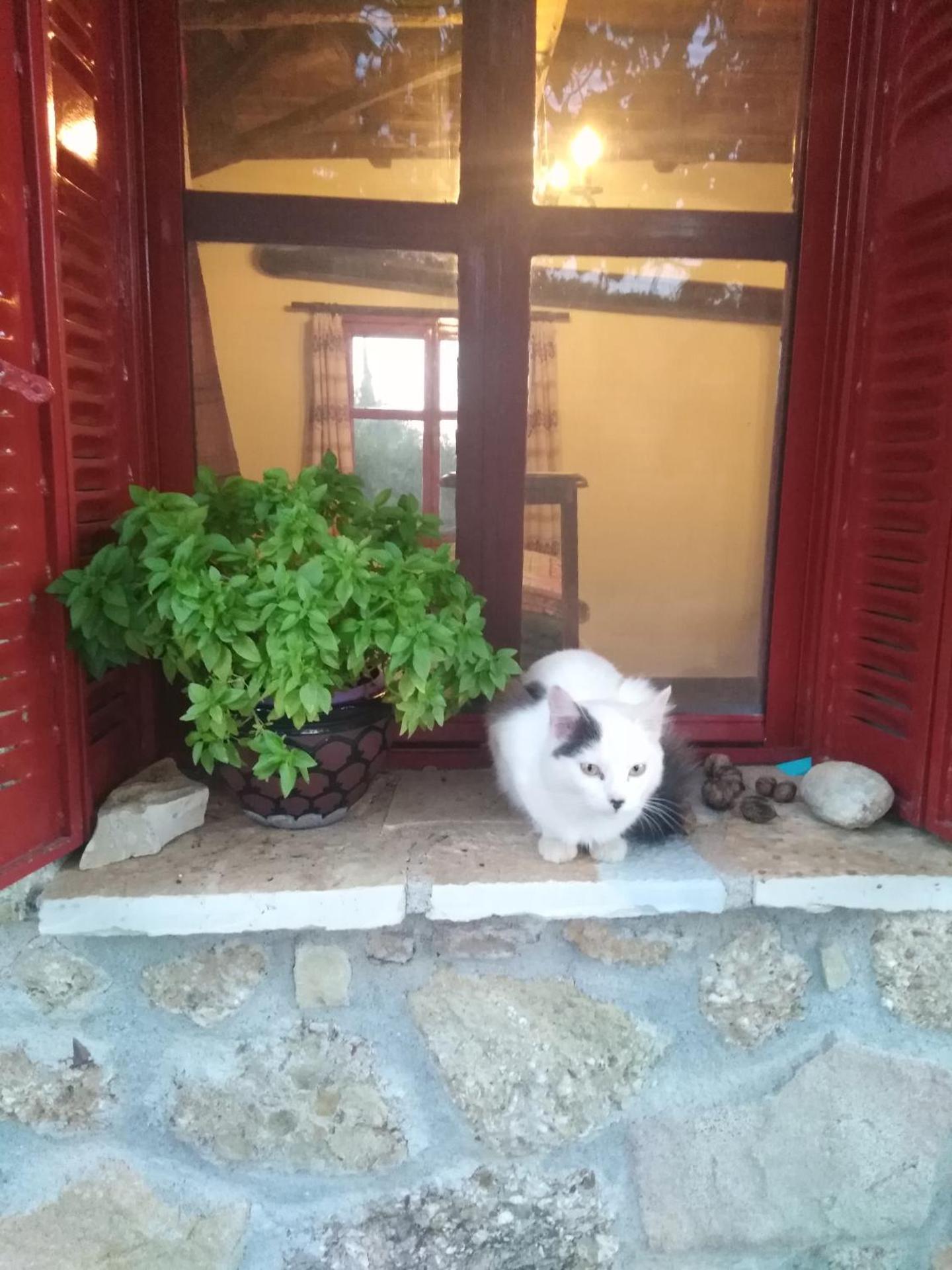 ΦΙΛΥΡΑ ΠΕΤΡΙΝΟ