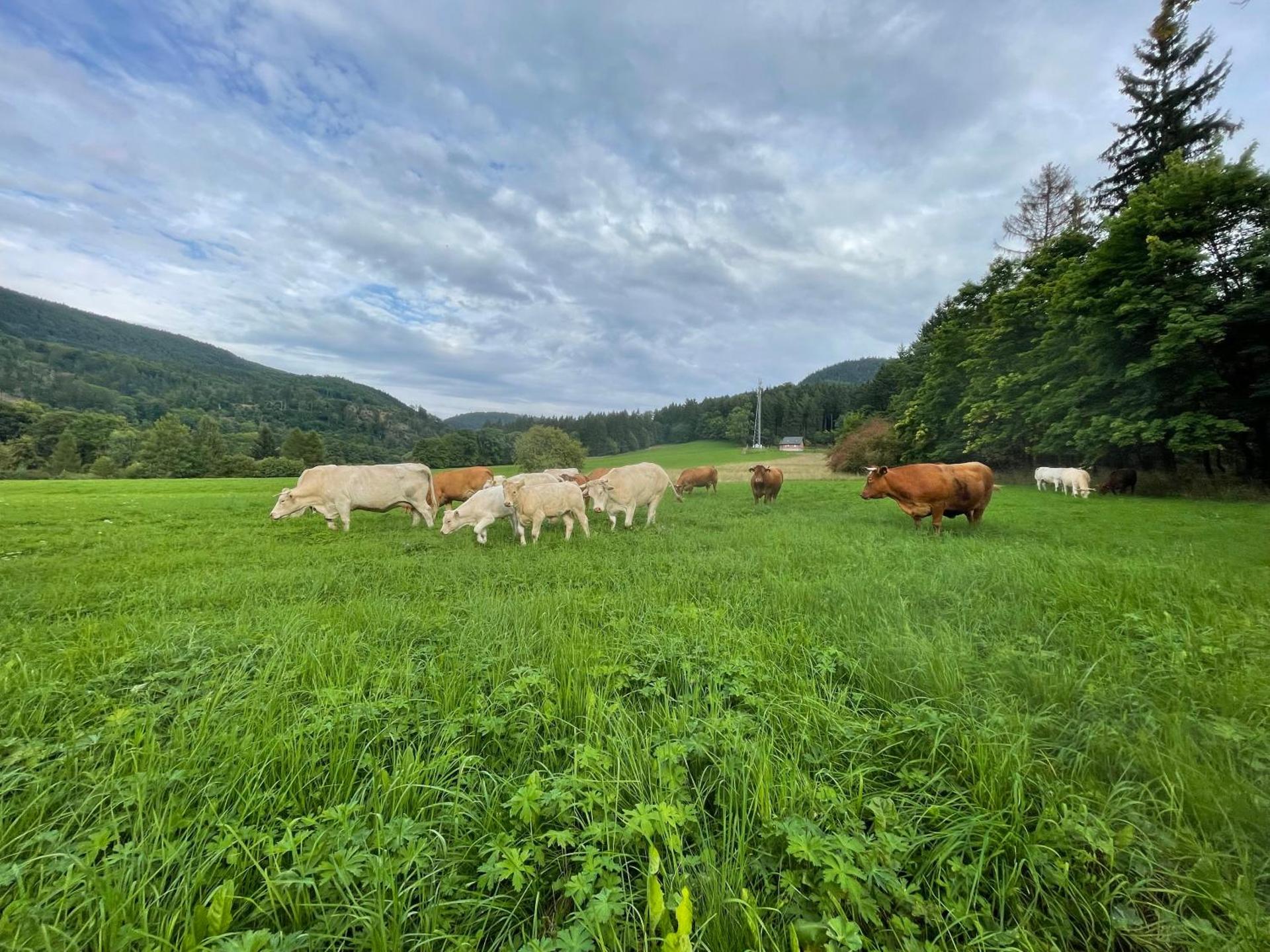 Apartament pod Stożkiem