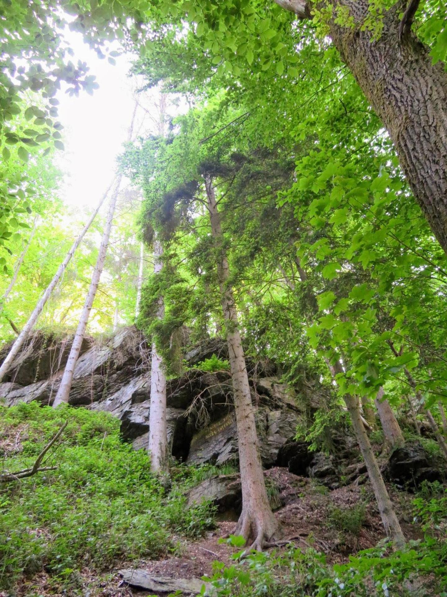 Chez petit Gust Welkom in La Roche en ardenne
