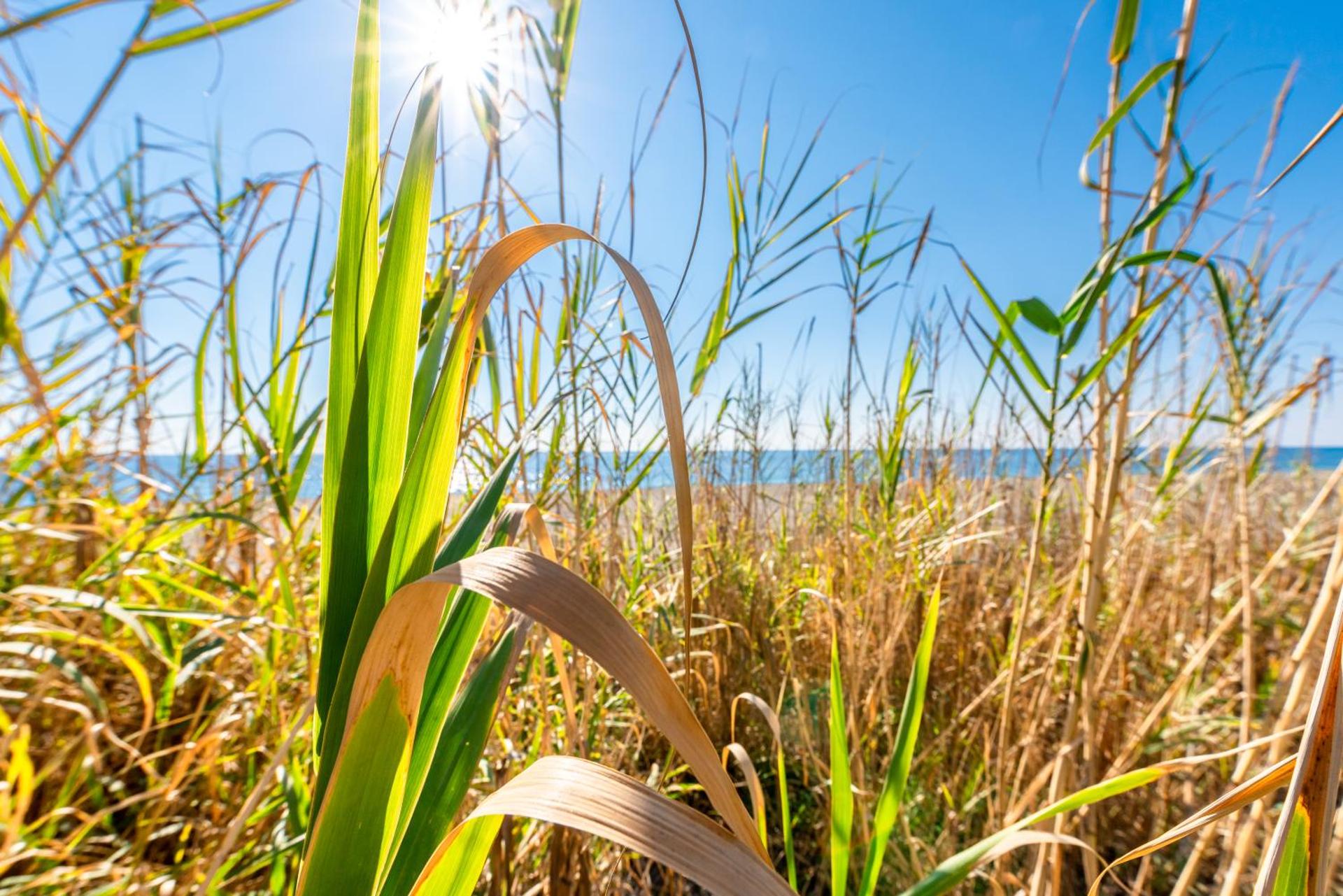 Casa Pepe junto al mar