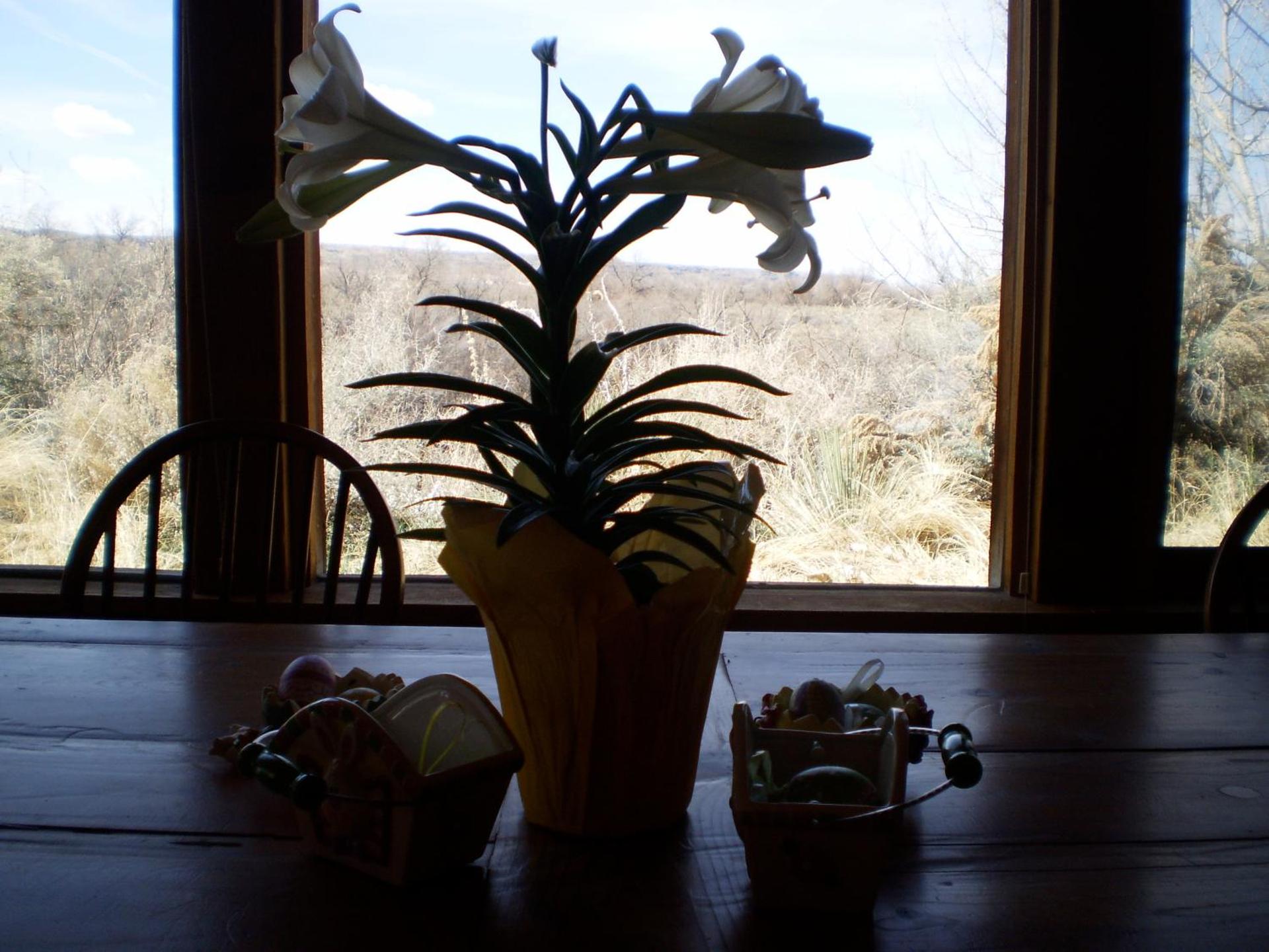 Silver River Adobe Inn Bed and Breakfast