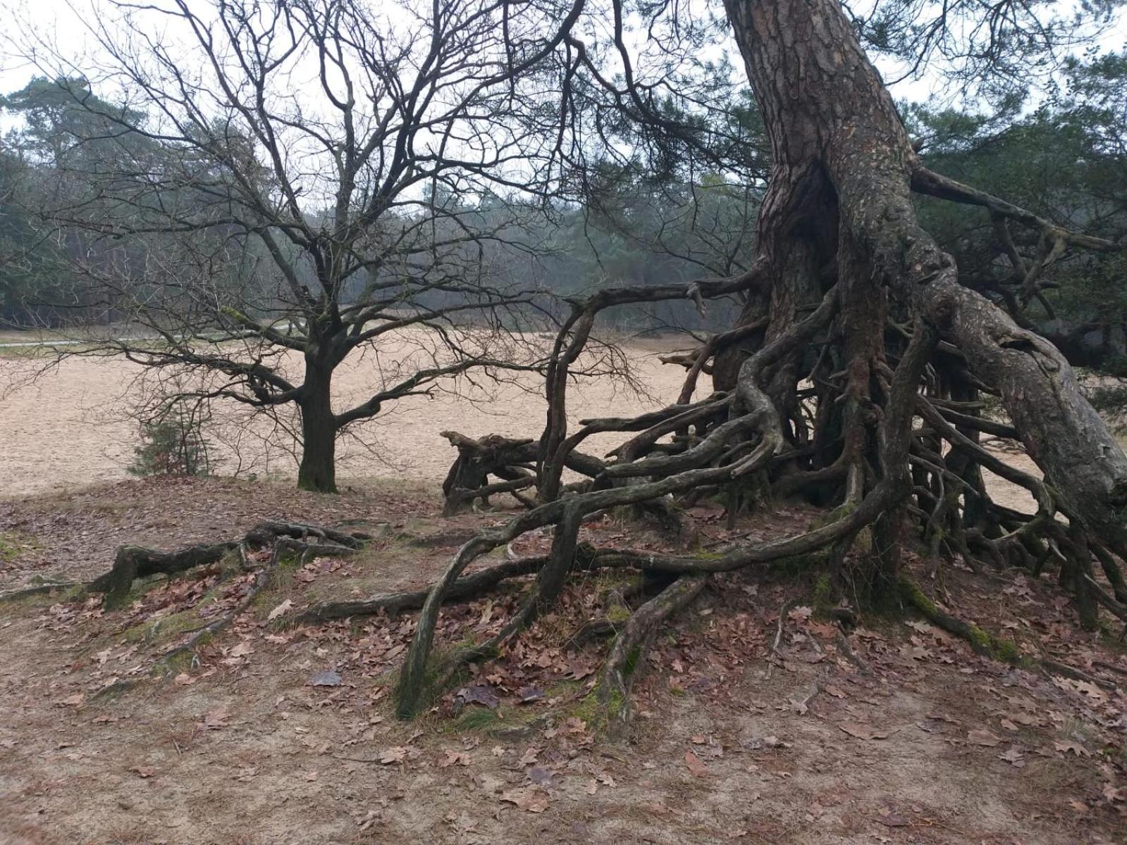 Vakantieverhuur Bienvenue