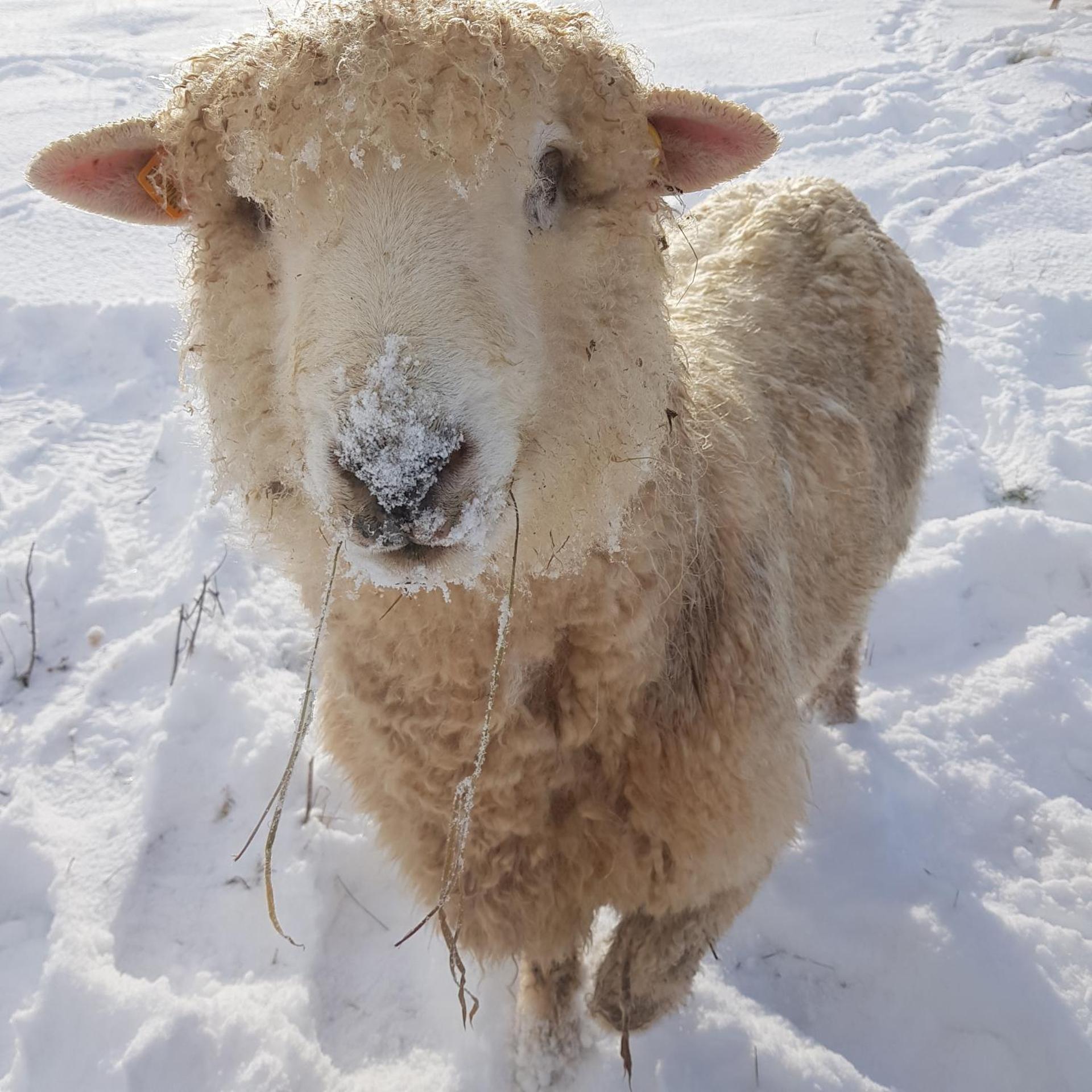 Bastle Retreats Farm Cottage