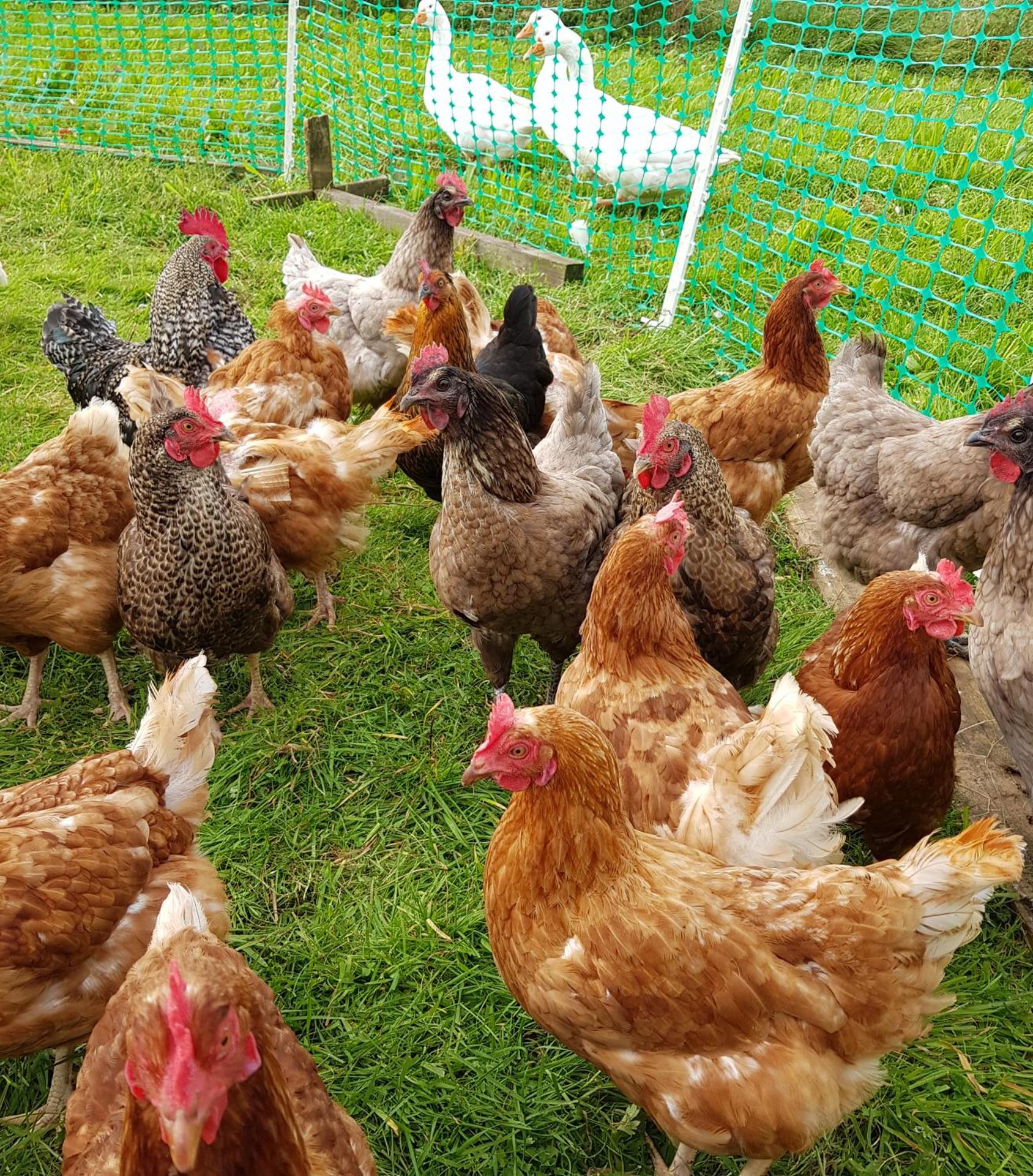 Bastle Retreats Farm Cottage