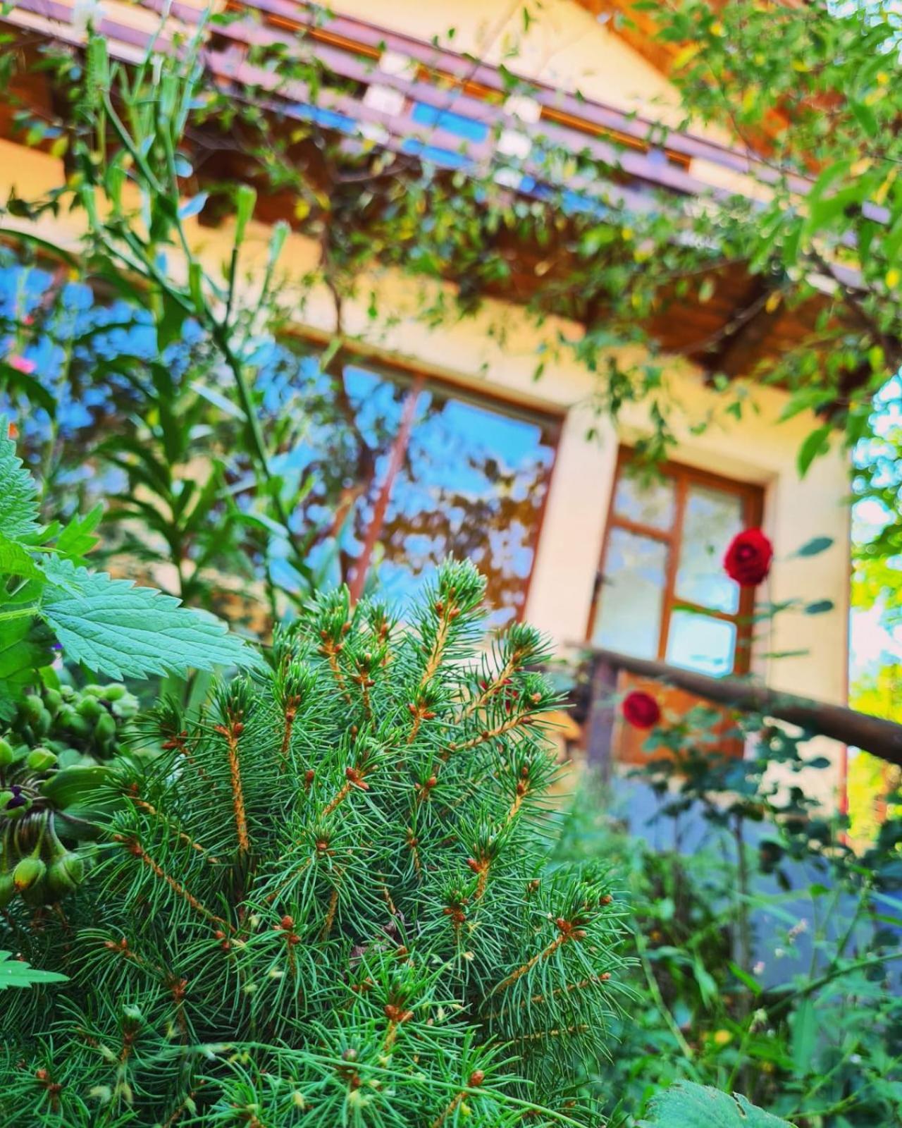 Cabana Vânătorilor