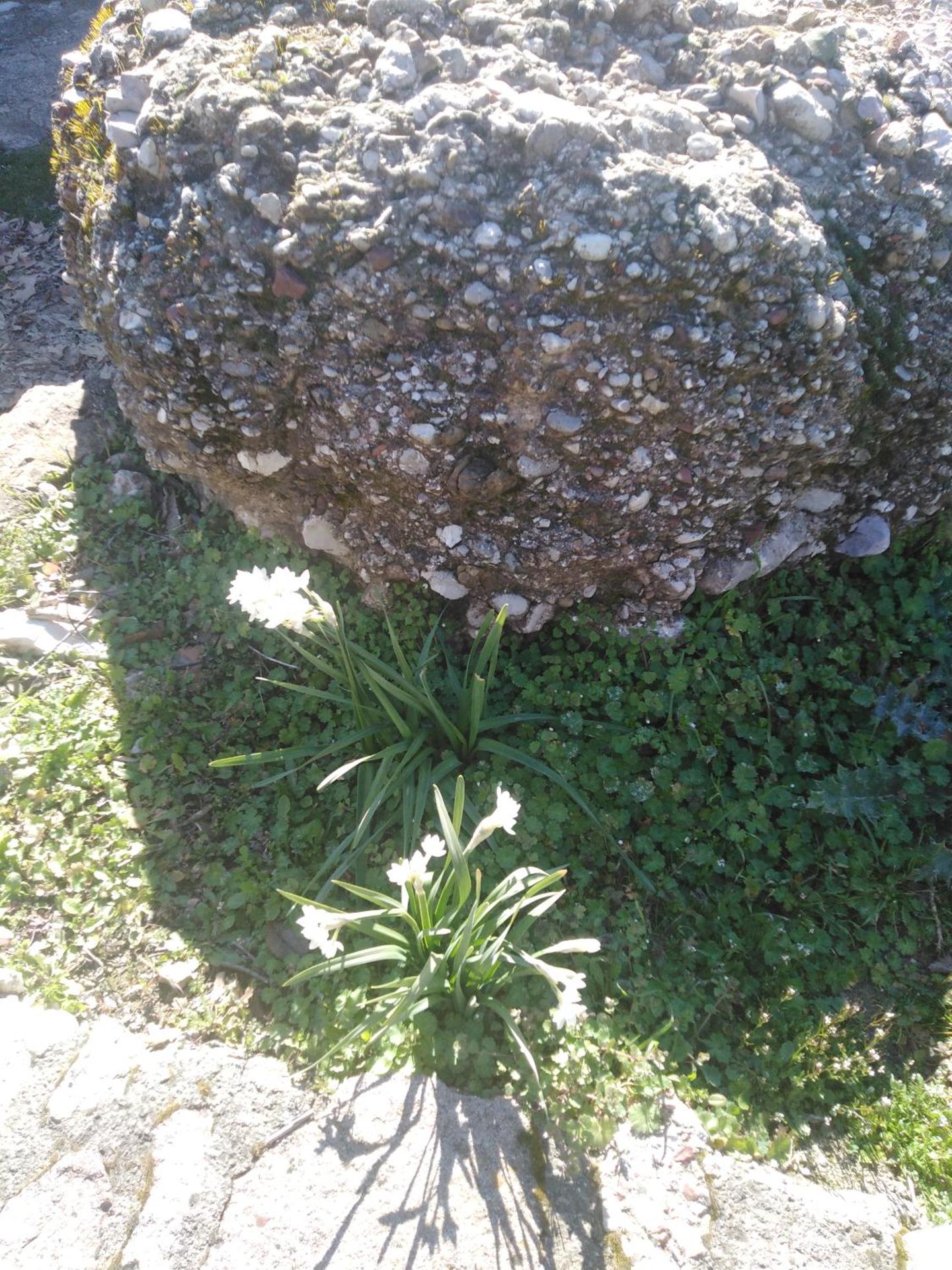 ΦΙΛΥΡΑ ΠΕΤΡΙΝΟ