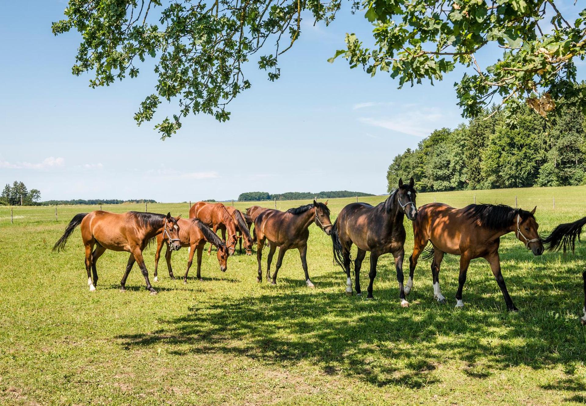 Ferienwohnungen Gut Fasanenhöhe