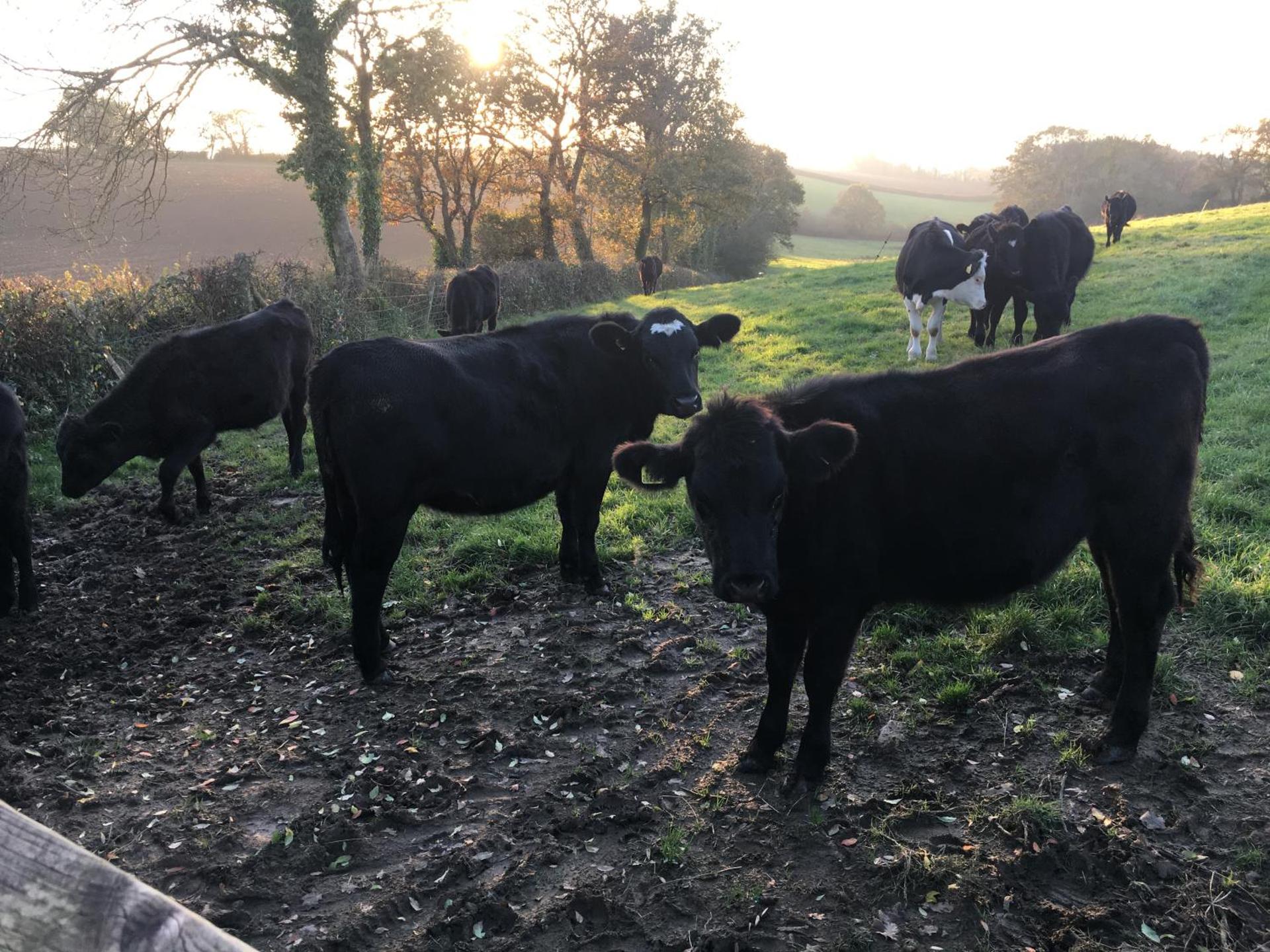 Higher Biddacott Farm