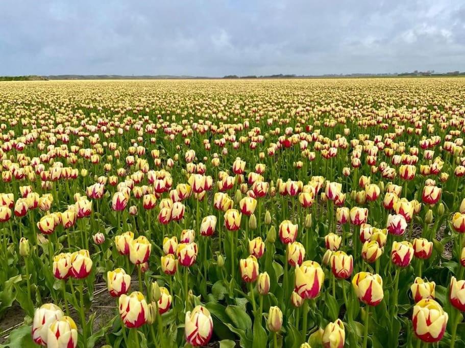 Slapen tussen de duinen by Droomvilla