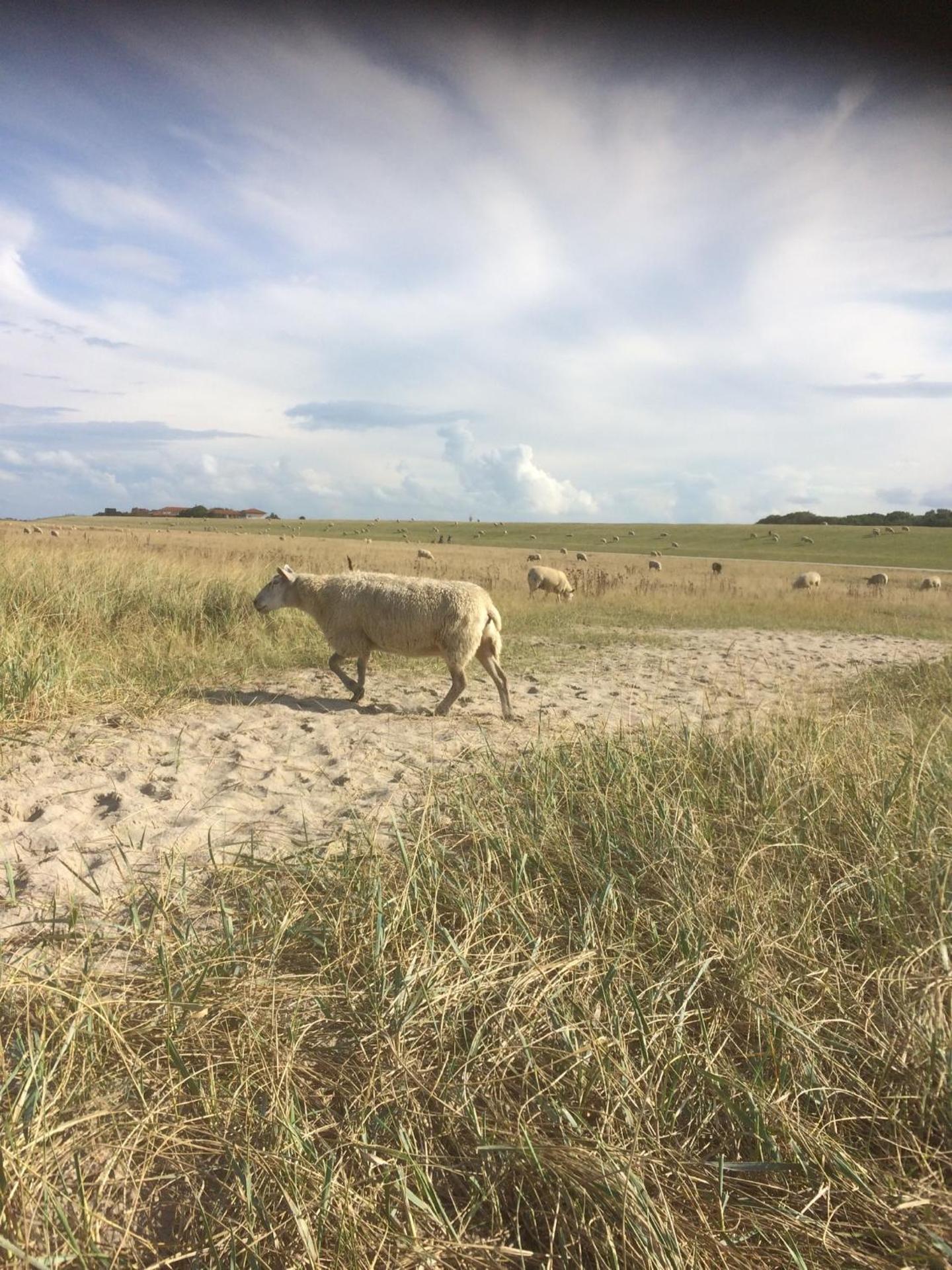 Ferienwohnung Harlequartier im Wikingerhof direkt an der Harle
