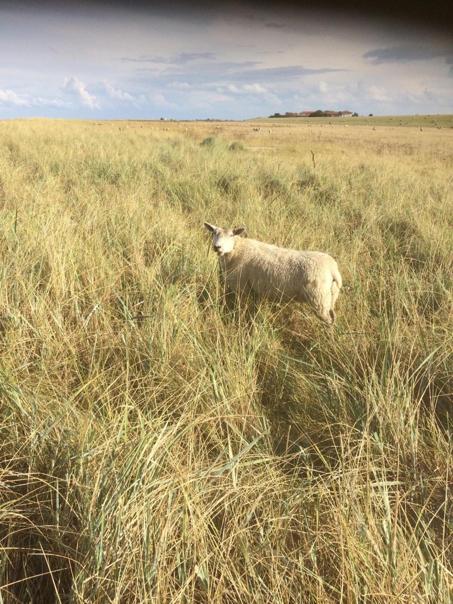 Ferienwohnung Harlequartier im Wikingerhof direkt an der Harle