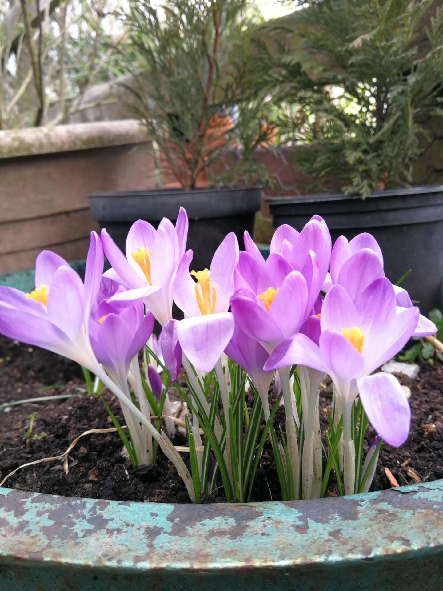 Sunny Mount Glamping Pod