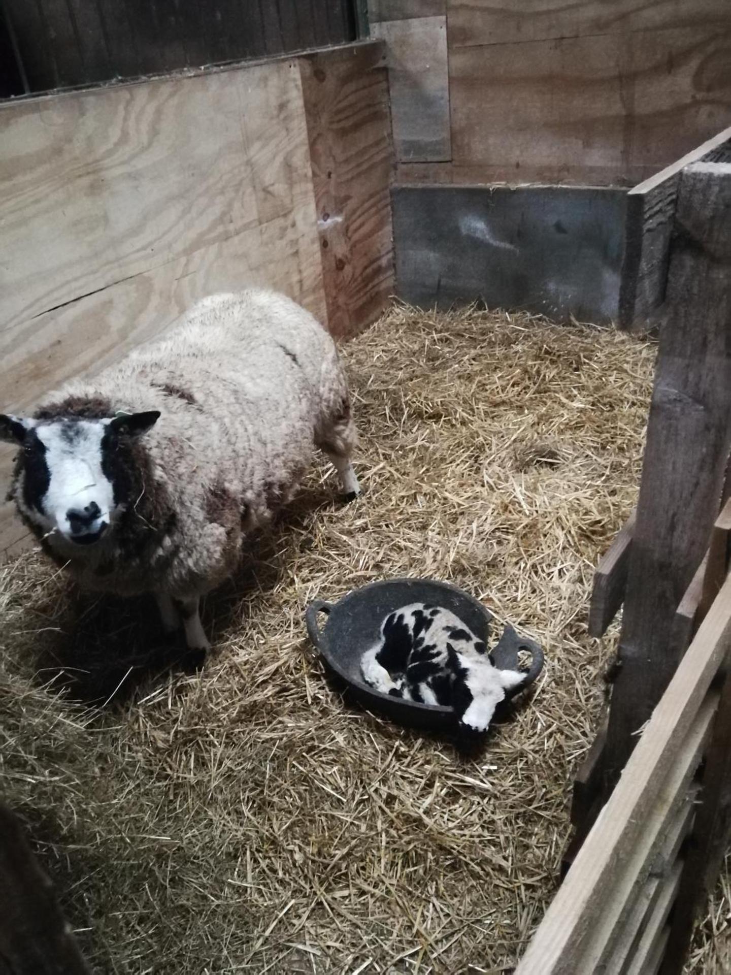 Sunny Mount Glamping Pod