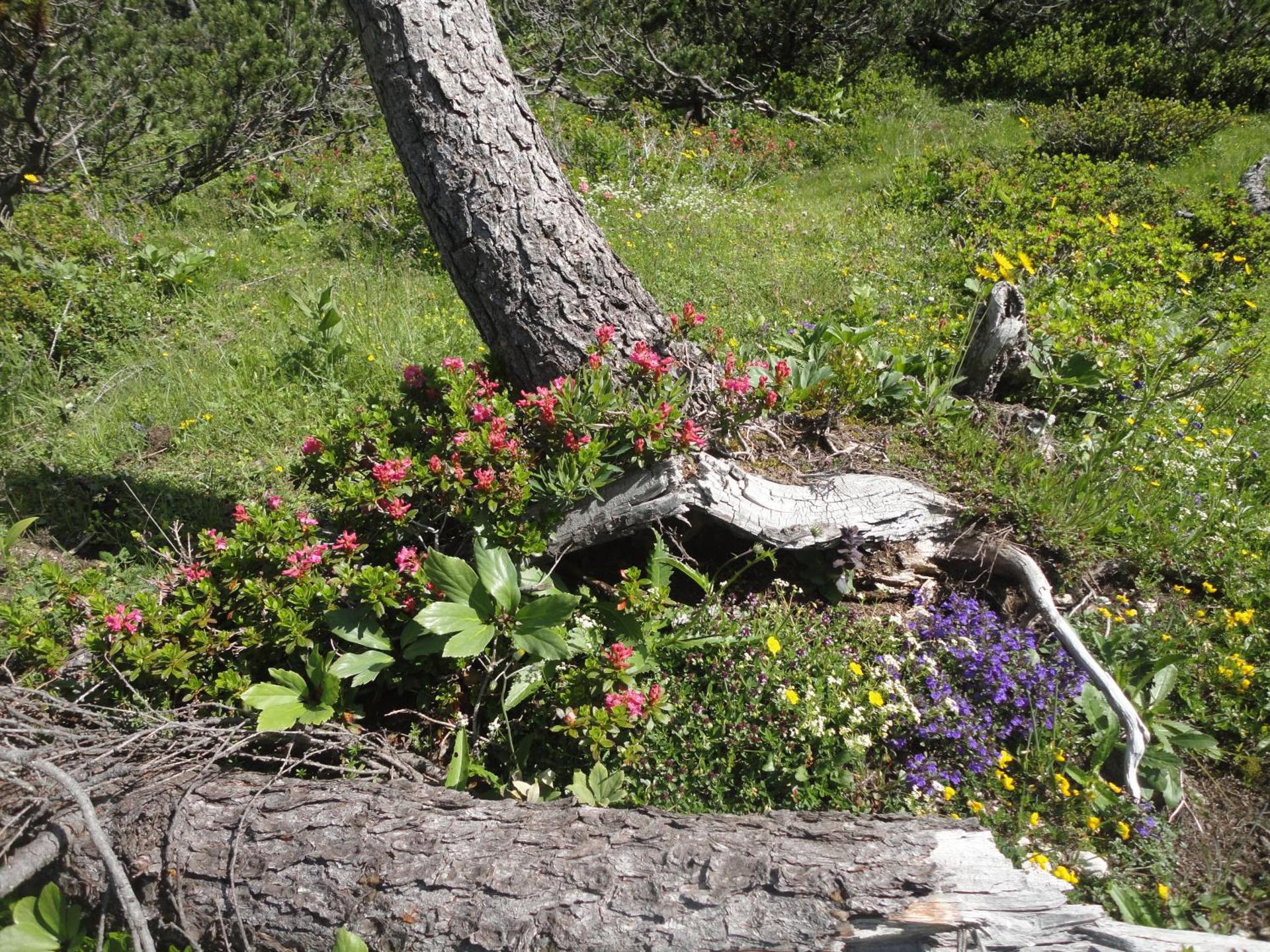Ferienwohnung Hierzegger