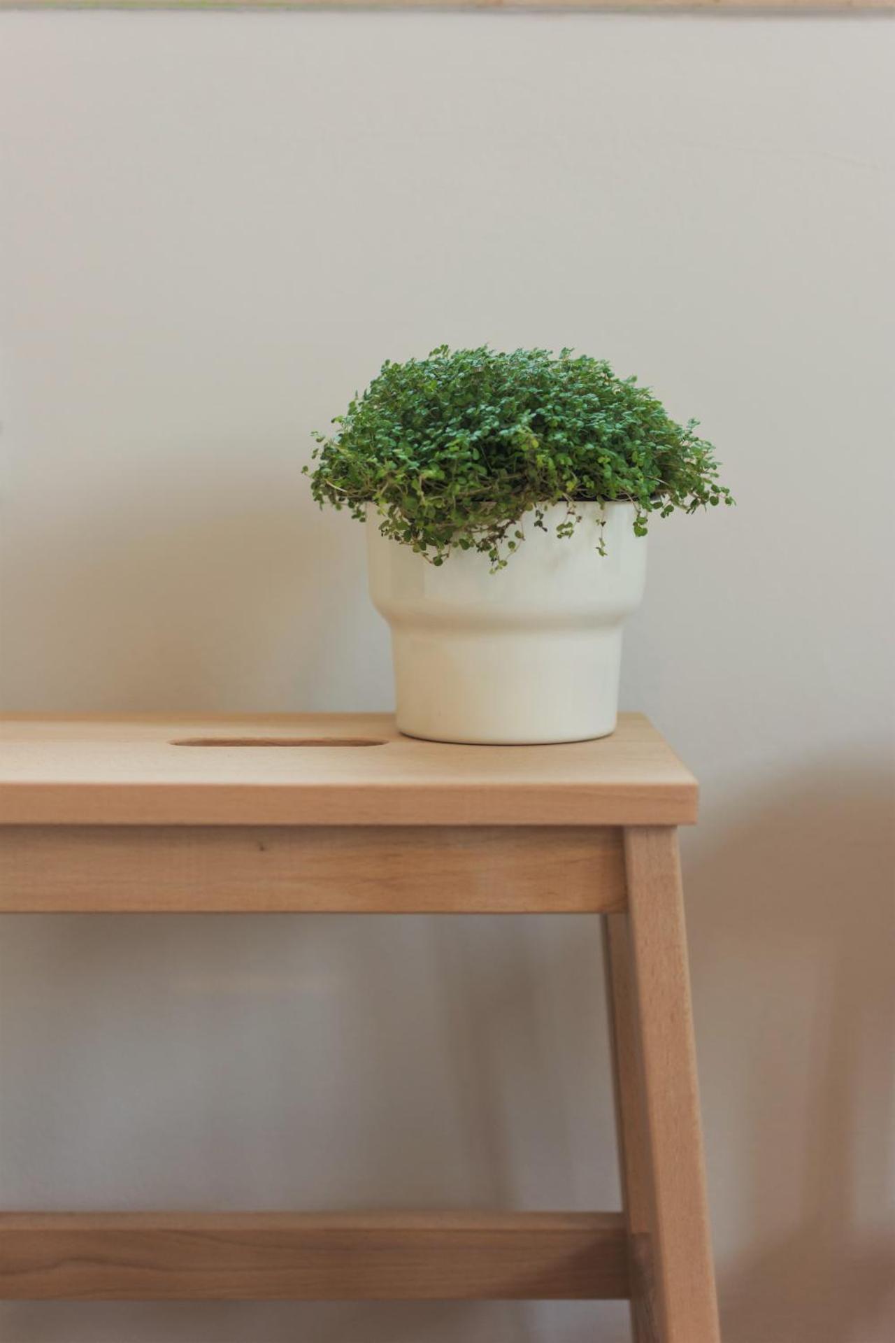 City Garden Apartment