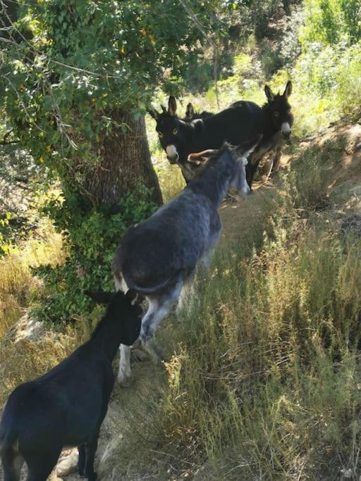 Studio Les Cadichons de la Grange